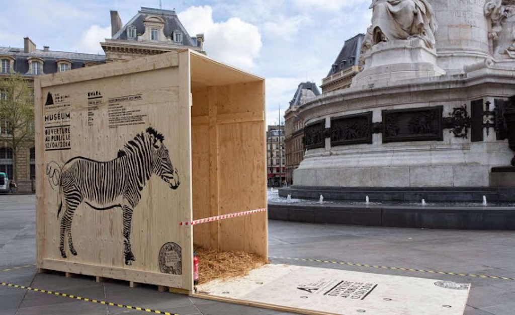 Le zèbre Qwara a été relâché Place de la République