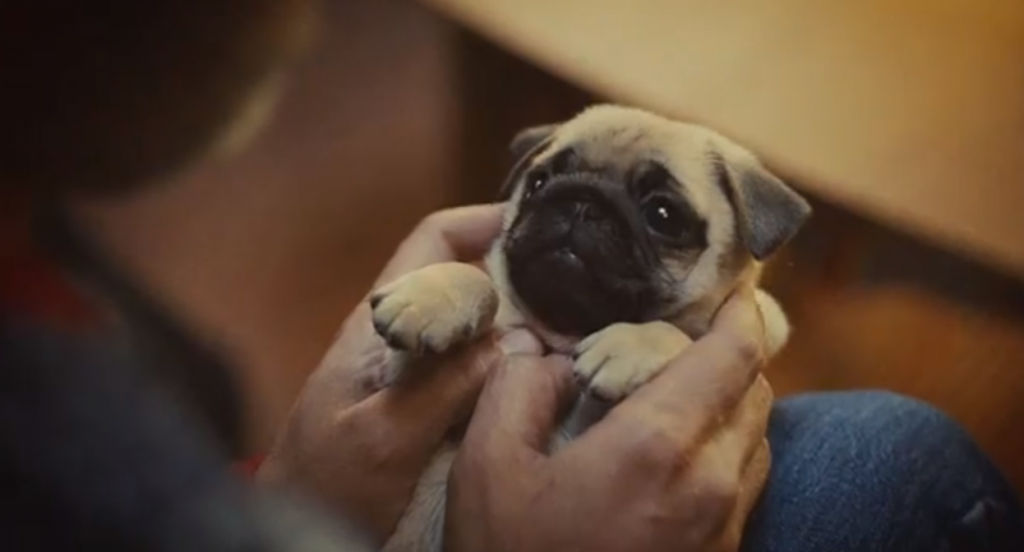 un chiot tout mignon qui chantonne un chant de noël