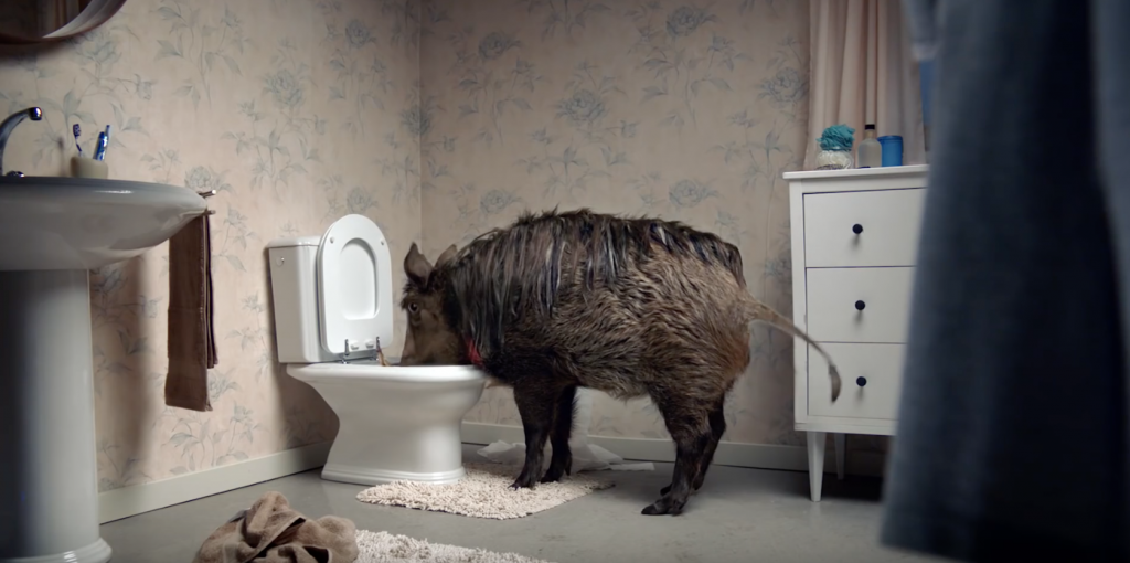 Canal + met en scène un animal de compagnie un peu encombrant