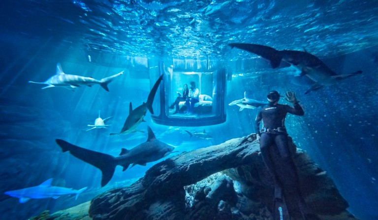 Fred Buyle, champion d'apnée et passionné de requins plongera dans l'aquarium pour faire les présentations