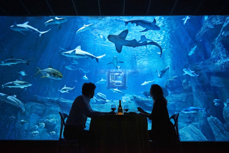 Un dîner intimiste sera servi aux gagnants avec vue imprenable sur le lieu de vie des requins 