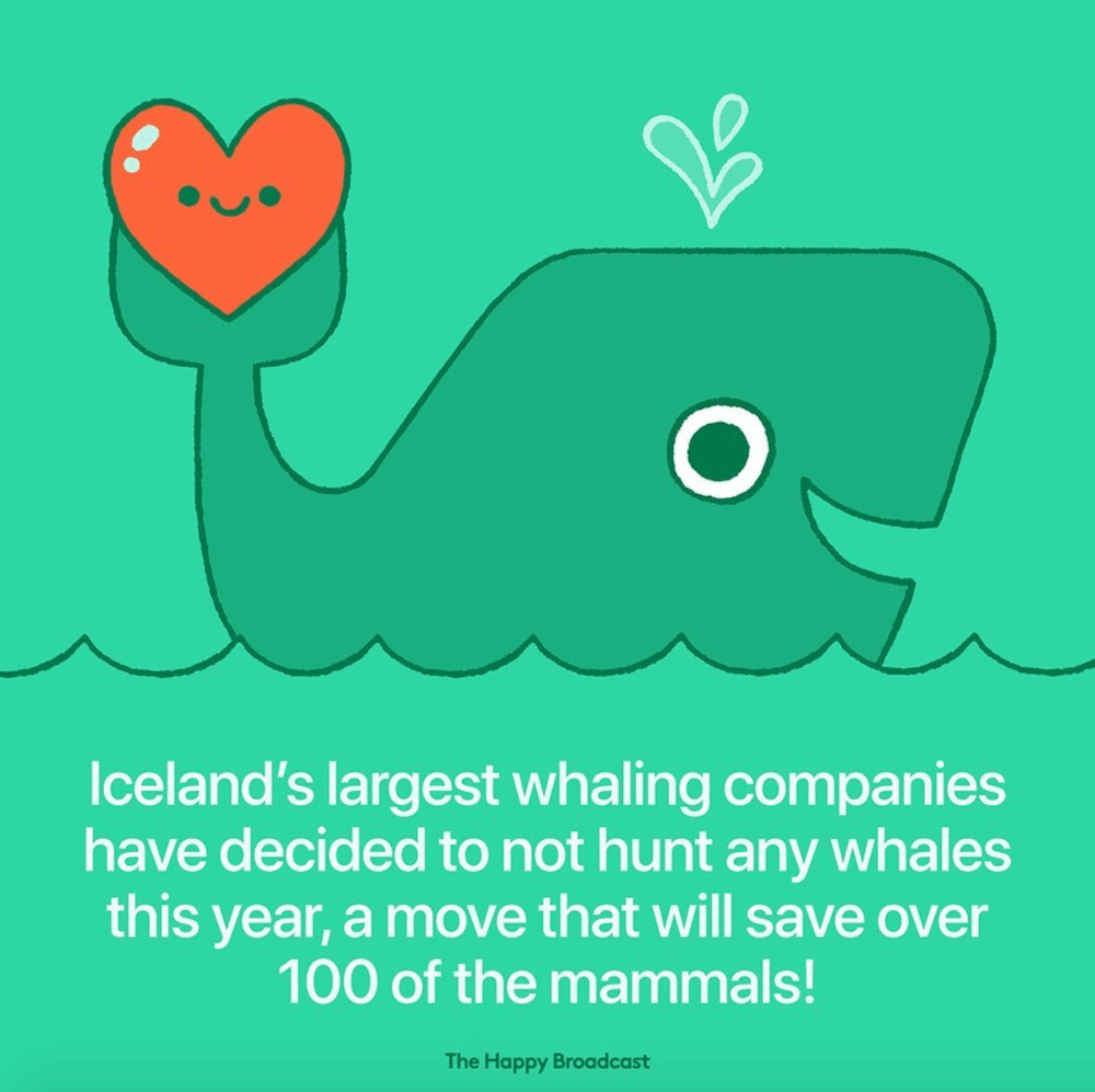 Plus de chasse à la baleine en Islande cette année